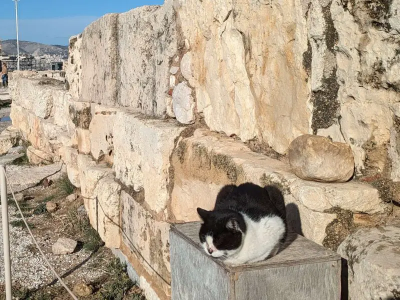 Cats at the Acropolis