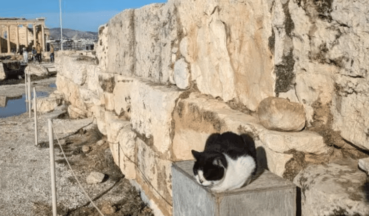 cats of athens