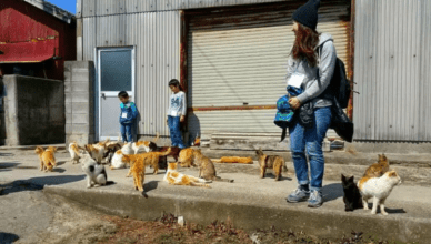 japan's cat island