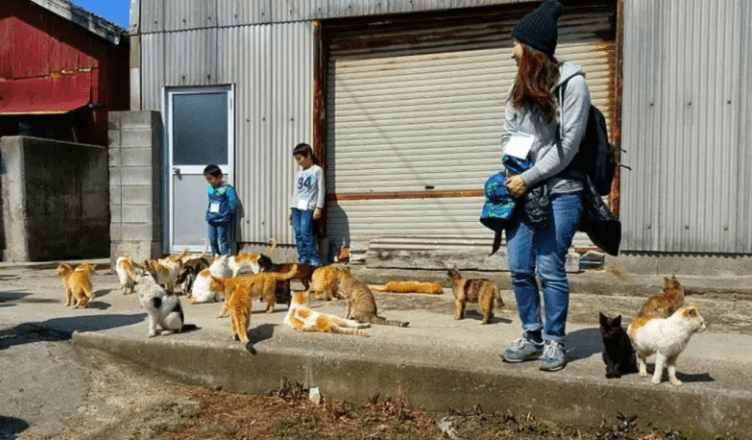 japan's cat island