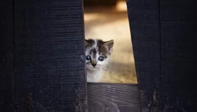 hurricane helene asheville cat rescue