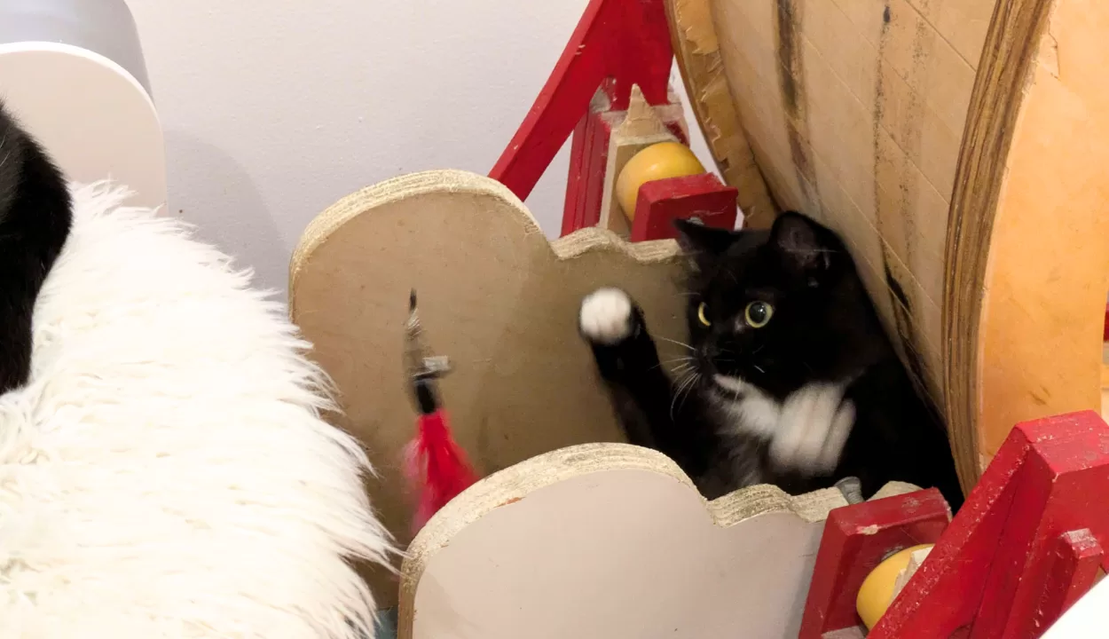 playful shy kitten at Kittea Cat Lounge in San Francisco