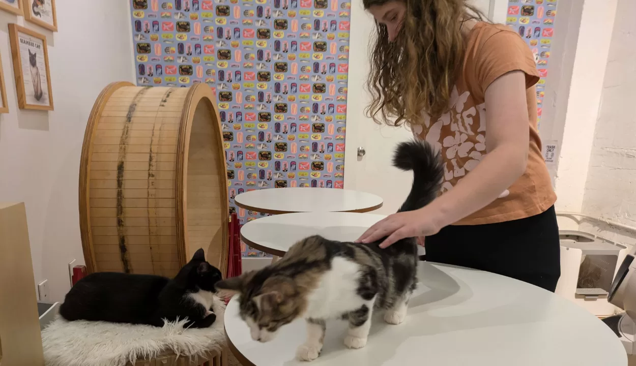 cat cafe in san francisco