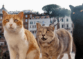 Rome's cats