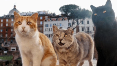 Rome's cats