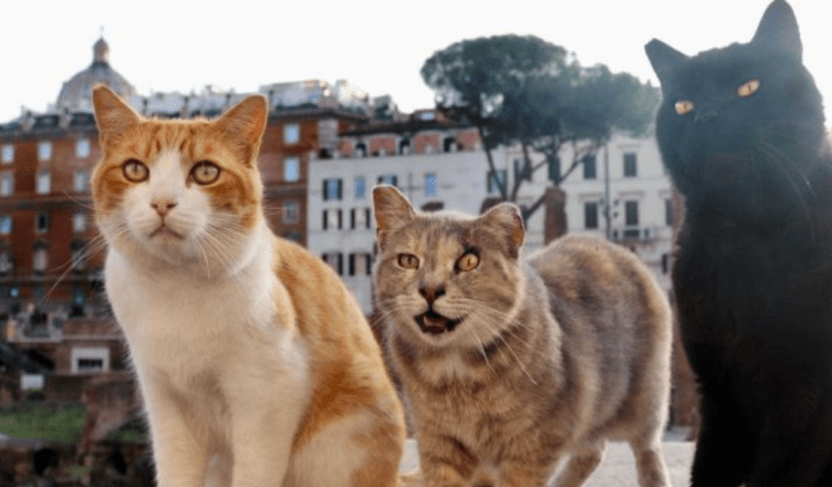 Rome's cats