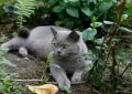 what plants are toxic to cats