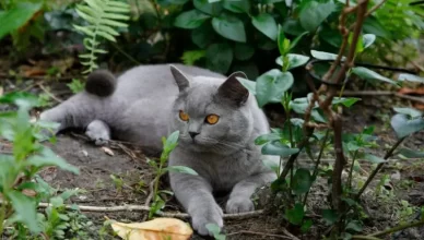 what plants are toxic to cats