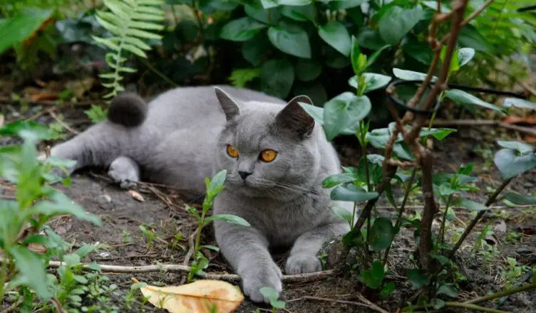 what plants are toxic to cats