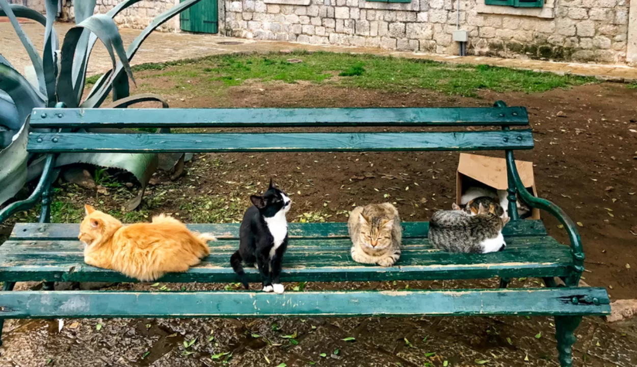 Kotor Montenegro cats