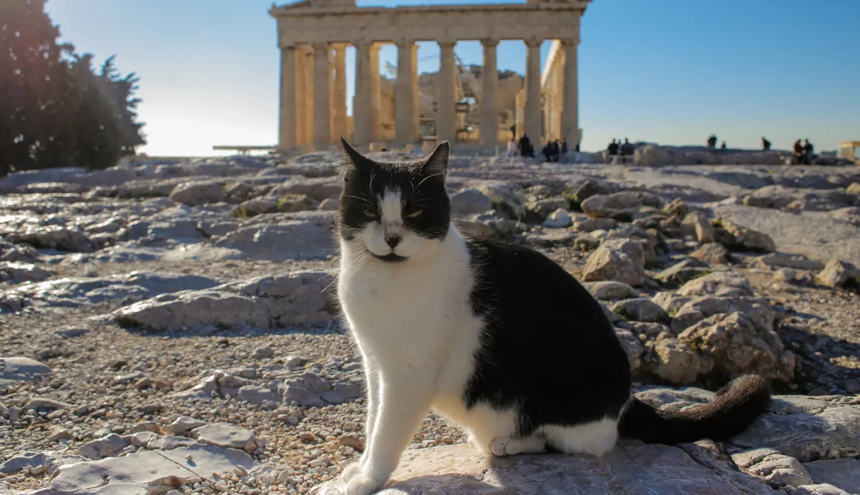 cats in Athens at the Acropolis