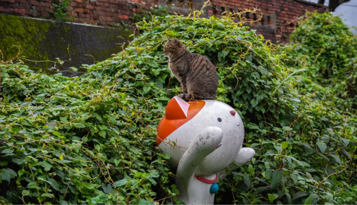 Houtong cat village in Taiwan