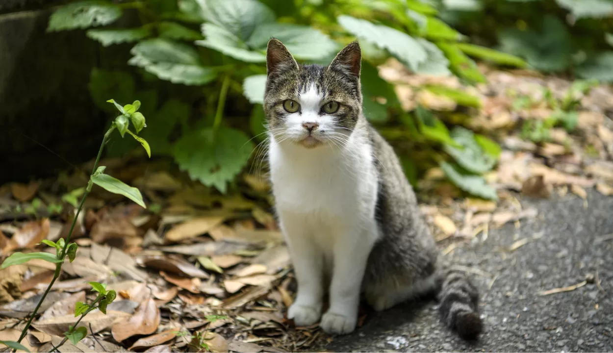 Tashirojima Island cat island in Japan