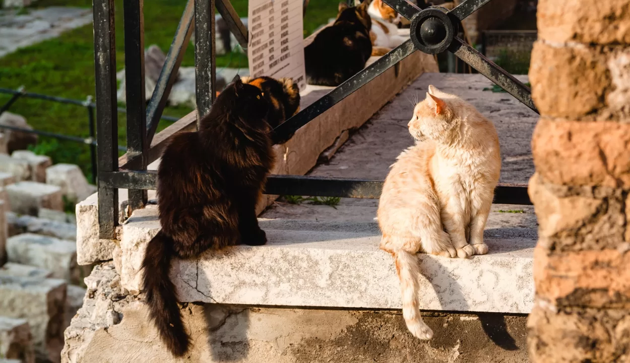 Cats in Torre Argentina Cat Sanctuary in Rome