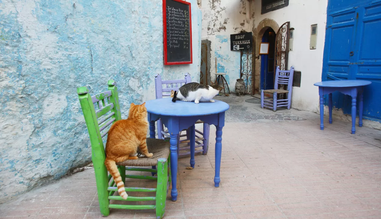 Street cats in Essaouira Morocco